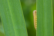 Sawfly caterpillar |
