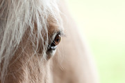 Equus caballus | De 