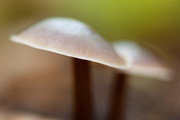 Abstract mushroom | 
