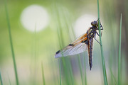 Dragonfly | Wijchens