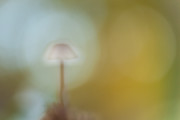 Mesmerizing mushroom